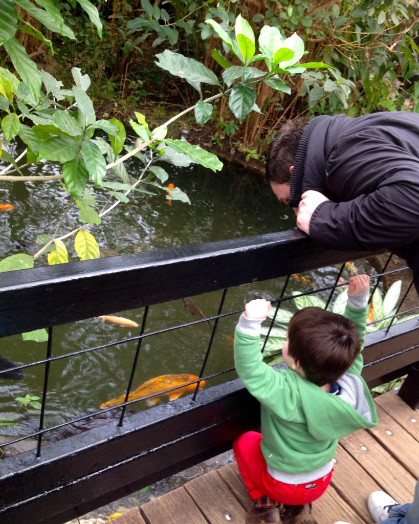 The koi karp are definitely a favourite for Roo, he spent ages feeding them and pointing out all of the different colours to Daddy!