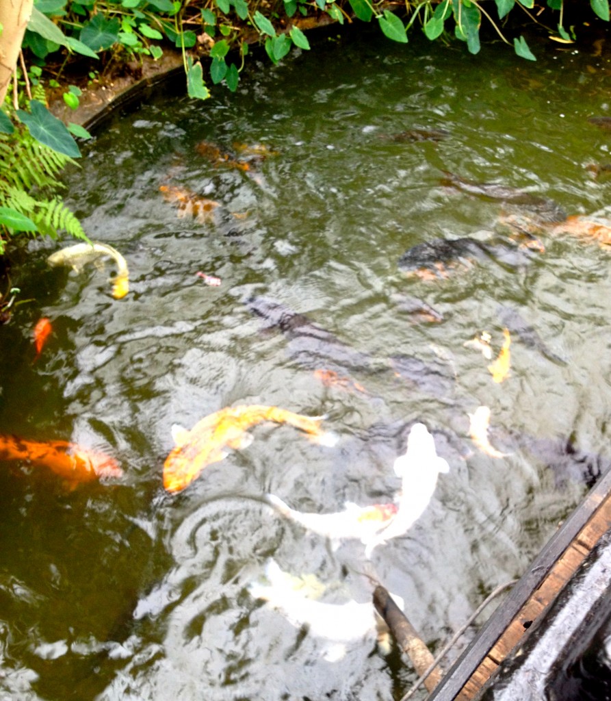 One of the koi ponds at Tropical World, Roo loved it and Toby was mesmerised.