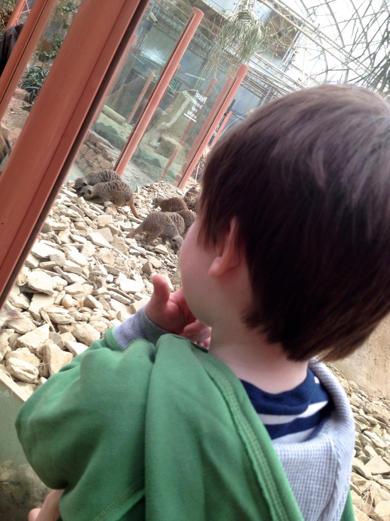 The meerkat enclosure is clear plastic all of the way round so that the kids can see in without needing to be carried round the whole way.