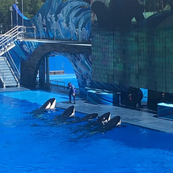 Our visit to SeaWorld & why I think you should go in 2017 - Toby and Roo